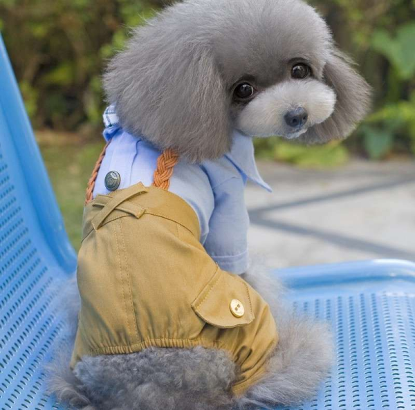 Puppy Suit